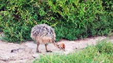 Baby Animals 4K - Amazing World Of Young Animals -