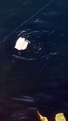 Fish attack on pièce of bread 