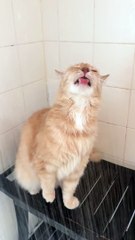 Thirsty Kitty Gets a Drink From the Shower