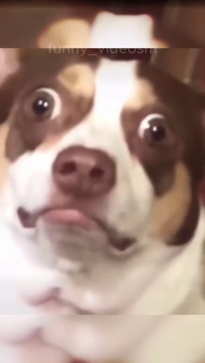 Best funny Dogs #dog #fun #funnydog #cat #funnyanimals #funny #failarmy #animals #fail #funnyvideos #videos #fails