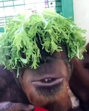 Calmness, serenity, and simplicity are strange in this animal