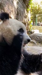 Panda eating bamboo