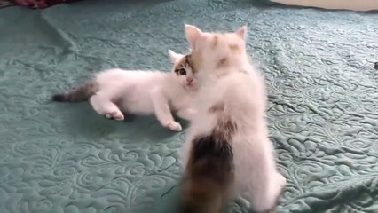 Cute Kittens - Funny and Cute Cat Videos Compilation 2023 #11