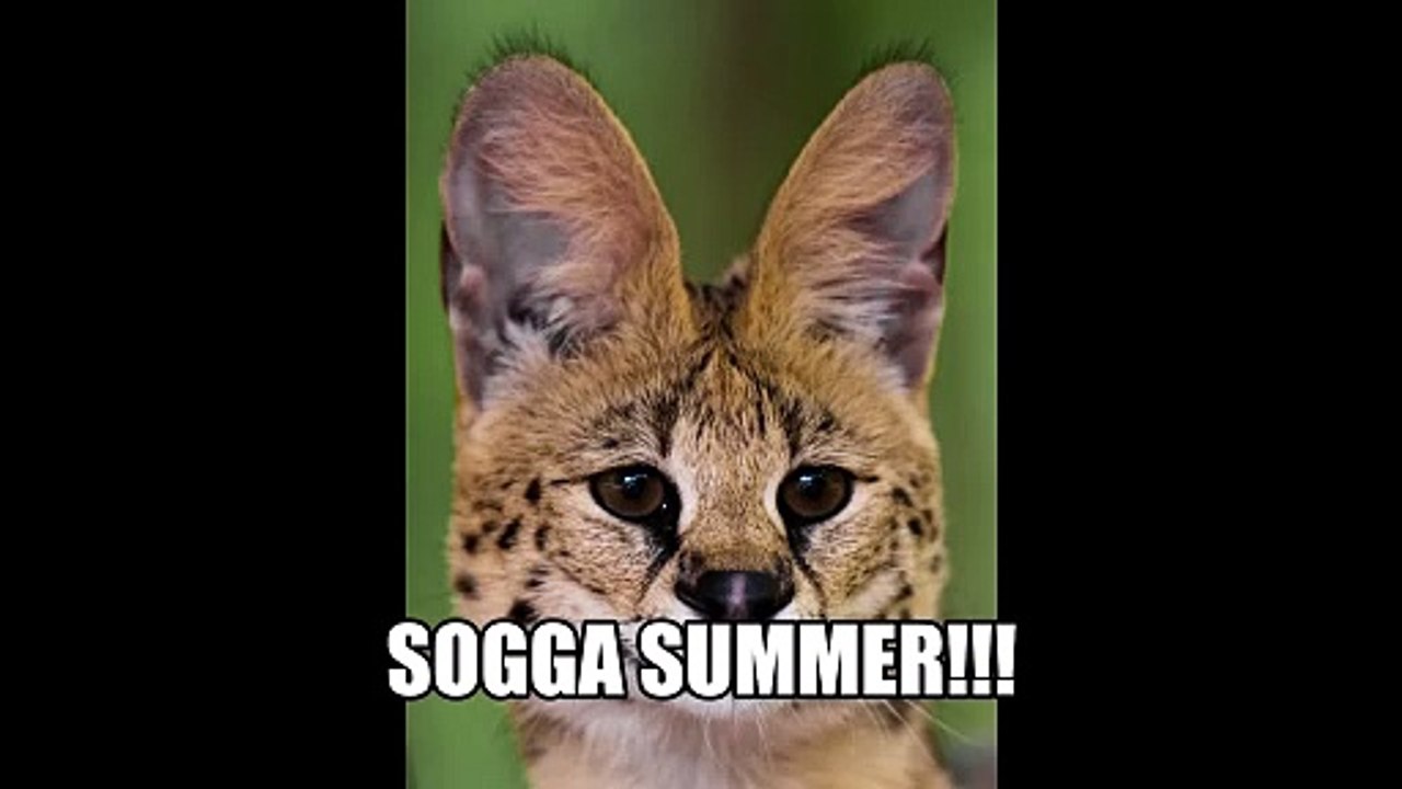 Sogga Summer