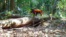 Animals of Amazon 4K - When you realize red is the good part of the watermelon  - Amazon Rainforest