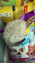 Sneaky Kitten Found Hiding In Food Bag