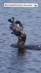 @"روعة أجنحة البحر: استكشاف جمال الطيور البحرية وتنوعها الرائع"والتقطهاللاسماك