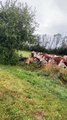 Cows Gather For Kisses From Doggo