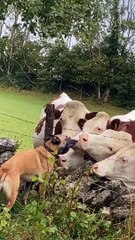 Cows Gather For Kisses From Doggo