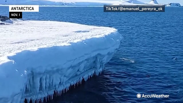 Penguins try to jump high ice wall in Antarctica