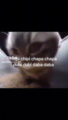 chipi chapa