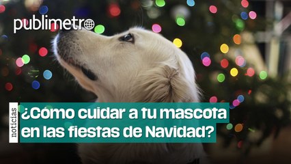 Guía para el cuidado de tus mascotas en las celebraciones de navidad