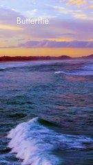 Butterflies flutter by, with wings so so light