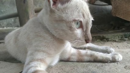 Katze niedlich videos | Meow Meow is cute and adorable