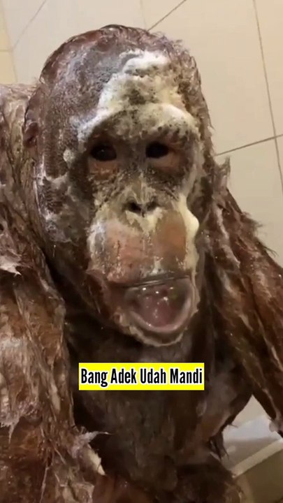 Adek Mandi Bersih Biar Bisa Jalan Sama Abang