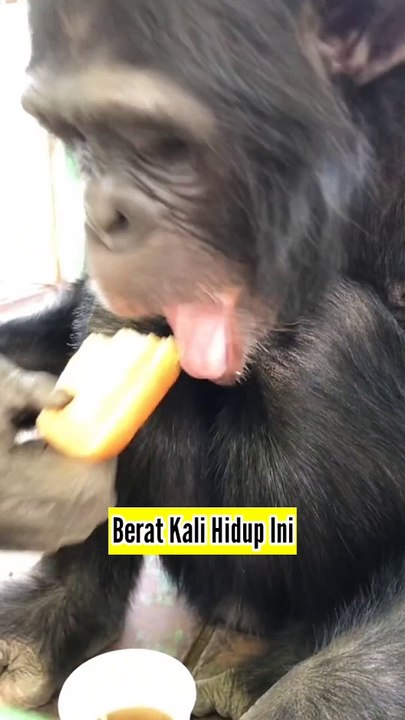 Hidup Lagi Berat, Diajak Ngopi Sama Teman Taik