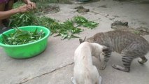 Katze niedlich videos | Meow Meow is always funny