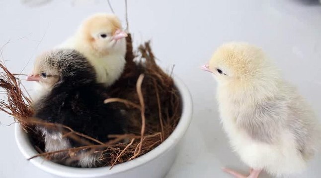 Baby Birds in 4K - Planet Earth 4K | Beautiful Bird Sounds Nature Relaxation 4K