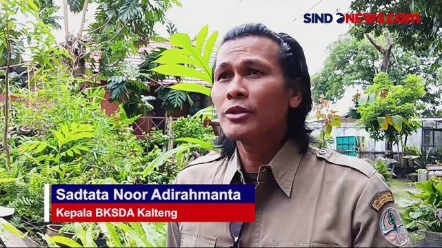 BKSDA Kalteng-BOS Lepasliarkan 8 Ekor Orangutan ke Taman Nasional Bukit Raya Kalteng