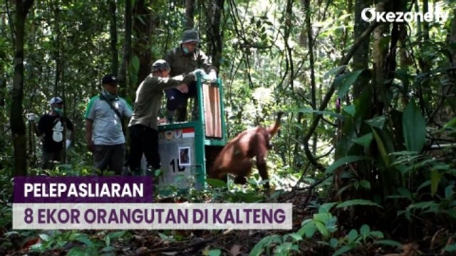 8 Ekor Orangutan Kembali Dilepasliarkan ke Taman Nasional Bukit Raya Kalteng