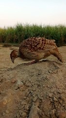 Teetar Bird Feeding Tips 🐦