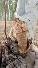 female teetar ki boli