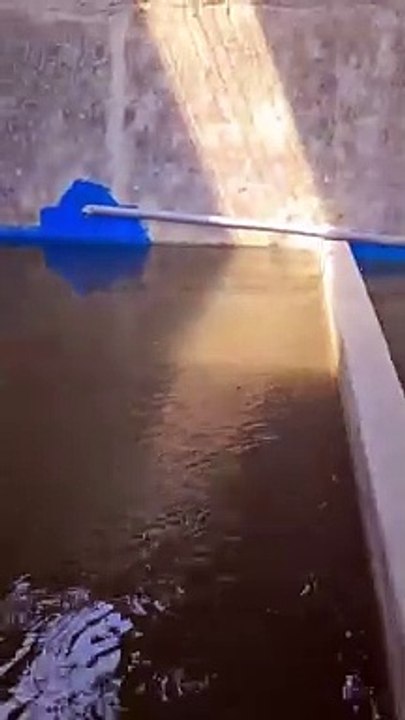 Budidaya lele di kolam tertutup harus full analisis sampai ketemu alurnya