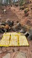 Monkeys Are Running For Eating Bananas And Eggs | Animals Funny Reactions | Animals Funny Moments #animal #pets #satisfyingvideos #monkey #funny