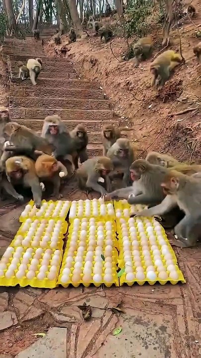 Monkeys Are Running For Eating Bananas And Eggs | Animals Funny Reactions | Animals Funny Moments #animal #pets #satisfyingvideos #monkey #funny