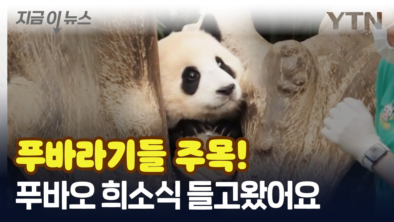 내년 중국으로 돌아갈 푸바오, 희소식이 전해졌다 [지금이뉴스] / YTN