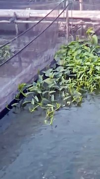 KEUNTUNGAN dan KERUGIAN budidaya lele di kolam jaring❗Ternyata banyak untung ketimbang rugi