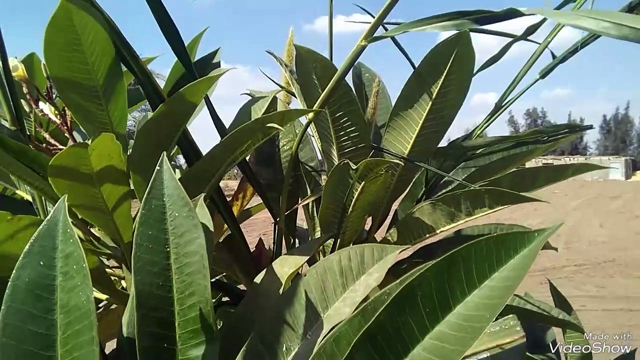 العجوز الصغيرة