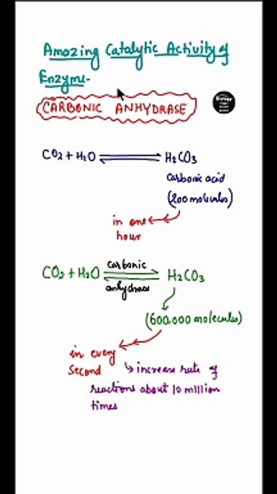 role of carbonic anhydrase enzyme in hindi
