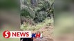 Perhilitan probing viral video of 'tiger' roaring near Kluang housing area
