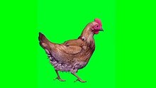 Hen green screen _ كروما دجاجة متحركة(360P)