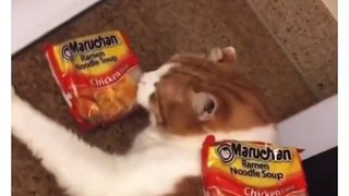 Funny cat dog animals animal videos on Instagram Tiktok_١٢٥٠٥٦