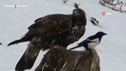 Yer Ardahan: ''Doğanın çöpçüsü'' leşlerle beslenirken görüntülendi