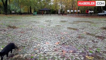 Kedinin dron ile imtihanı kamerada