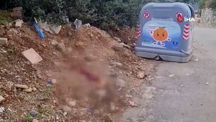 Bodrum'da vahşet! Bunu yapan insan değil hayvan bile olamaz!