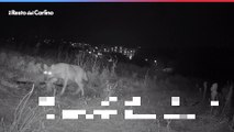 Ancona, lupi e cinghiali a passeggio nei campi di Torrette: il video