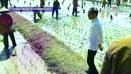 Kata Jokowi Usai Turun ke Sawah Tinjau Petani Tanam Padi di Pekalongan