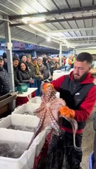 There are all kinds of fish with Robin Hood