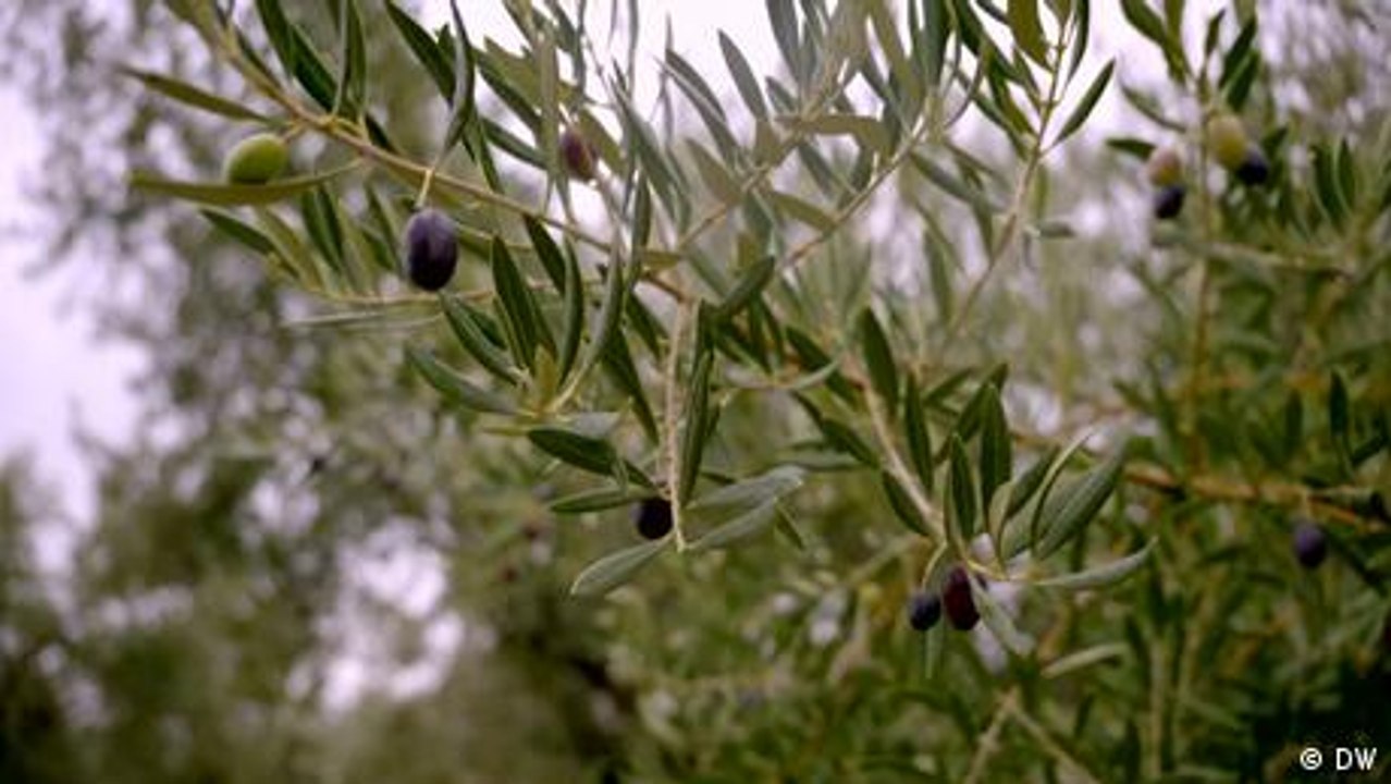 Spanien – Olivenbauern in der Krise
