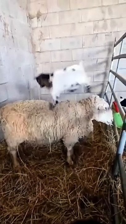 Funny Sheep Baby Playing