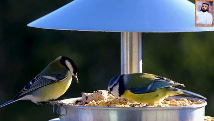 تلاوة القرآن الكريم تبكى