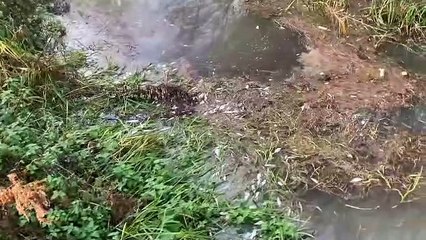 Dead fish following pollution incident