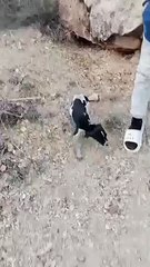 شاهد كلاب الصيد تبحت عن الفريسة.