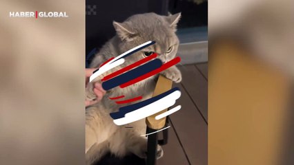 Sahibine küsen kedi trip attı: Ellerini asla tutmadığı anlar, milyonlarca kez izlendi