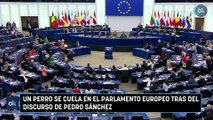 Un perro se cuela en el Parlamento Europeo tras del discurso de Pedro Sánchez