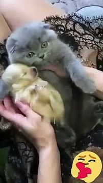 Hey one in a Million love cat Cute kitten hugs puppy #shorts #pets #cats #puppy #dog